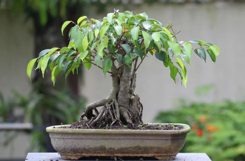 Close View of 12" Tall Weeping Fig Bonsai (Ficus Benjamina) Plant In Ceramic Pot on Wooden Stand at Garden