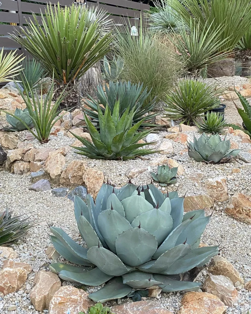 Parry's Agave: Rugged Care Tips