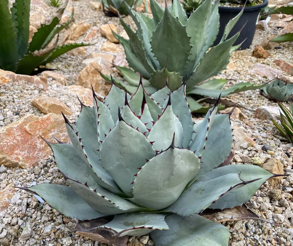 Parry's Agave: Rugged Care Tips