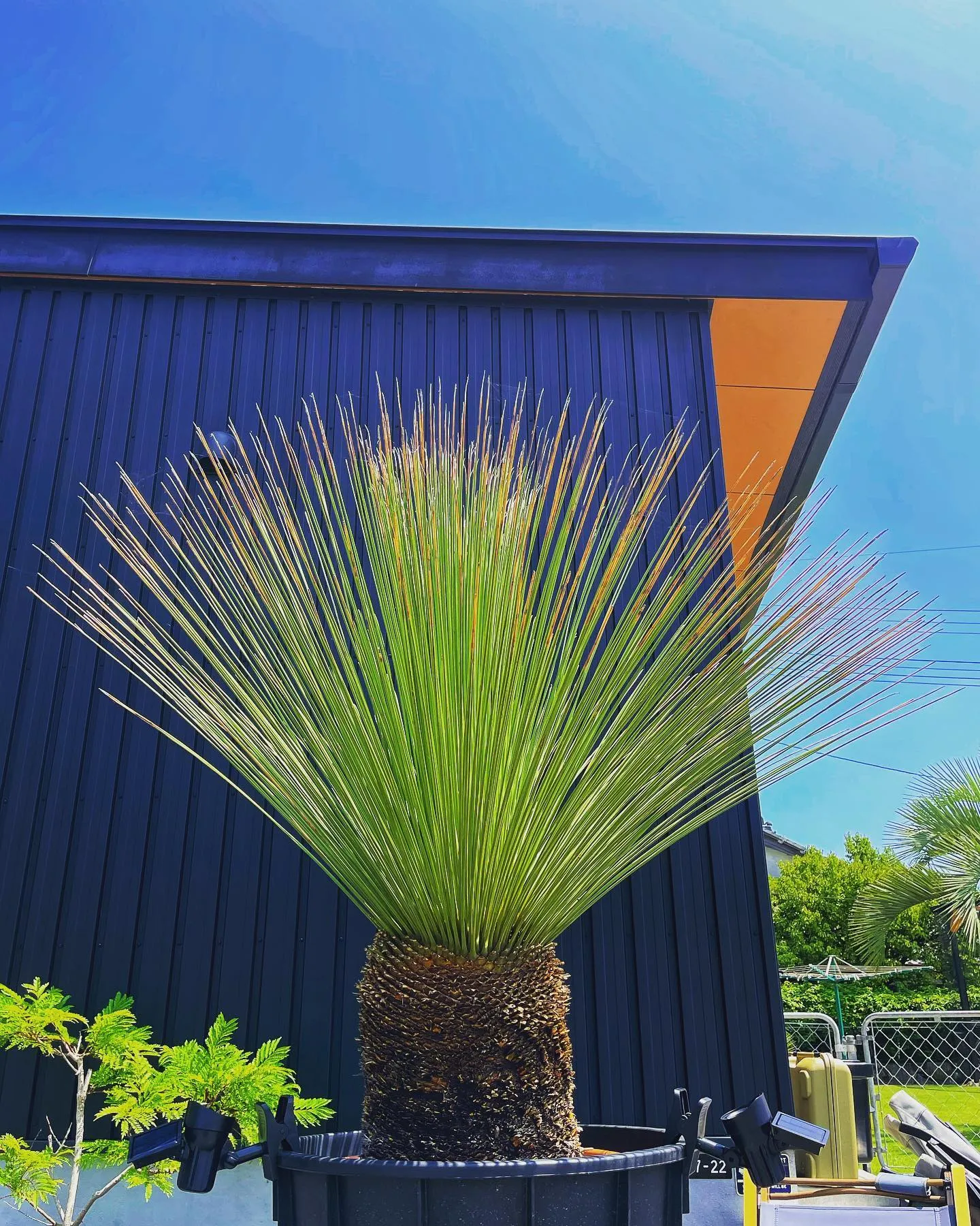 Toothless Desert Spoon Smooth Care Techniques