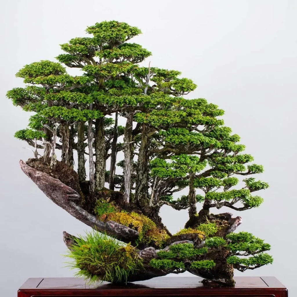 Group of Hinoki Cypress Bonsai (Chamaecyparis obtusa) Trees In Decorated Pot On Wooden Stand at Home Garden