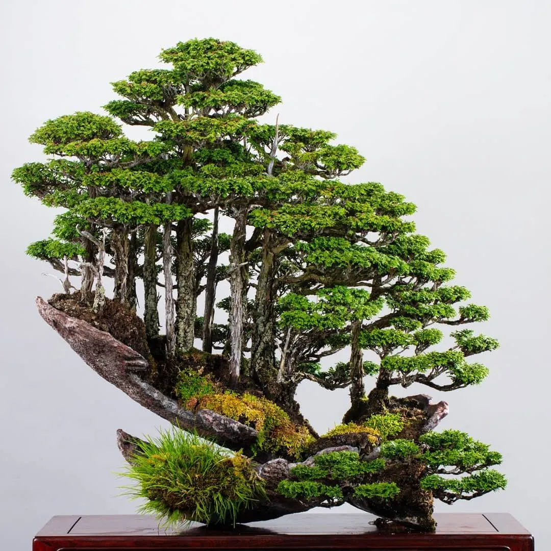 10 Bonsai Trees for Beginners (With Photos)