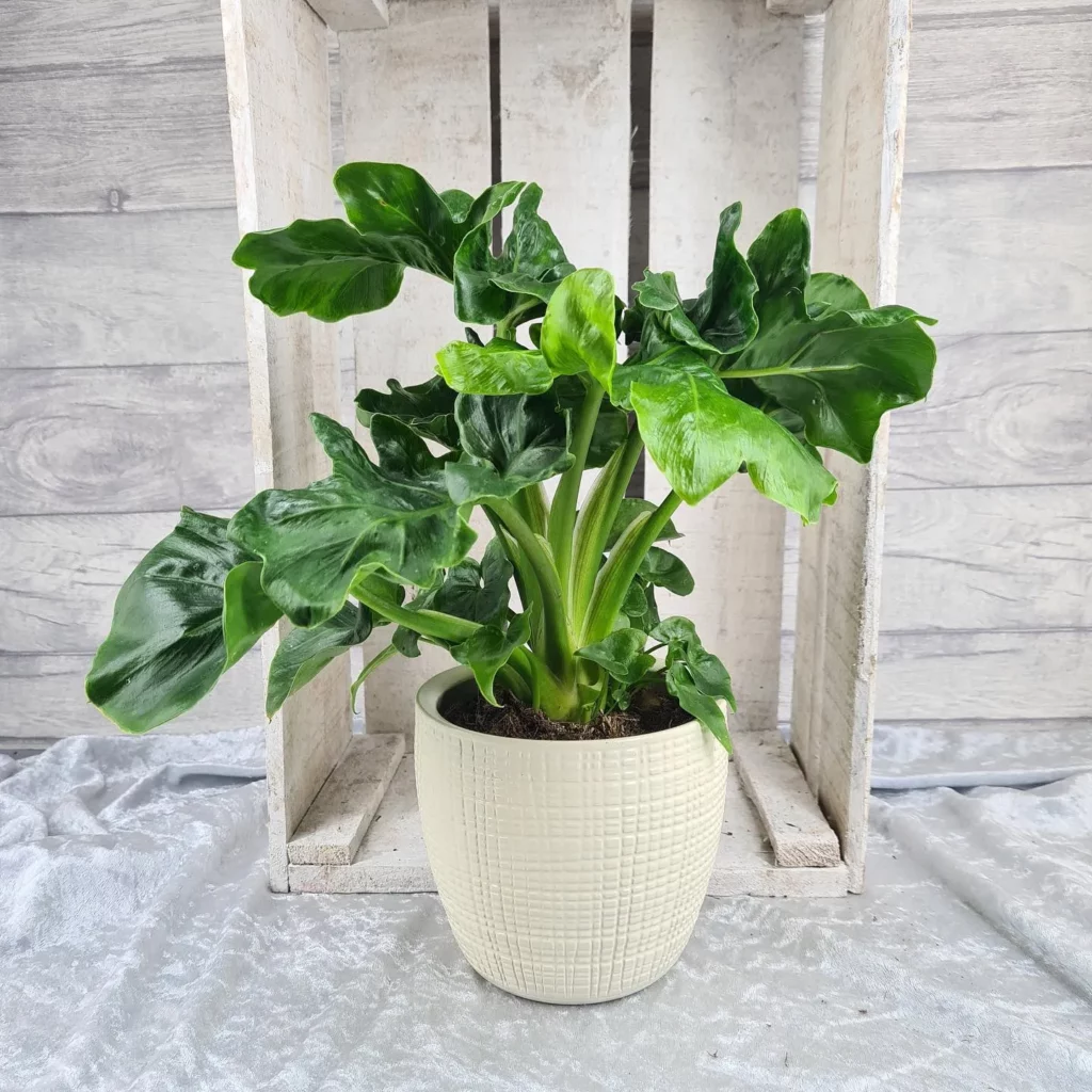 Philodendron Atom In Round Ceramic Pot at Home