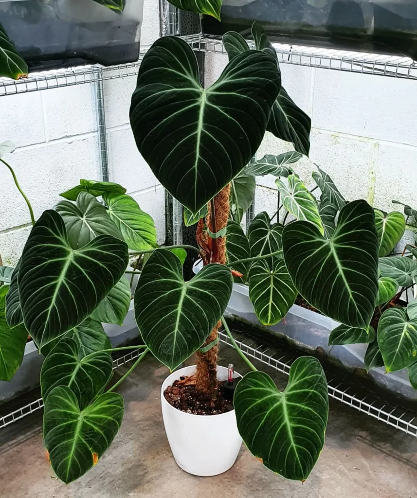 3 Feet Tall Philodendron El Choco Red Plant In Round Shape Ceramic Pot with Moss Support Stick Observing Electric Lamp Light at Home Garden Area