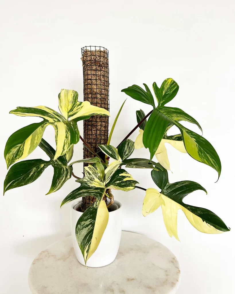 Philodendron Florida Beauty Plant In 4" White Ceramic Pot with Moss Support Stick on Stand