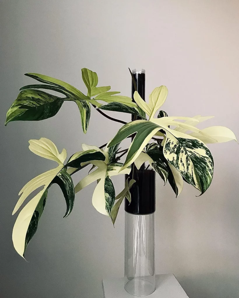 Philodendron Florida Beauty with Support Stick on Metal Stand at Home