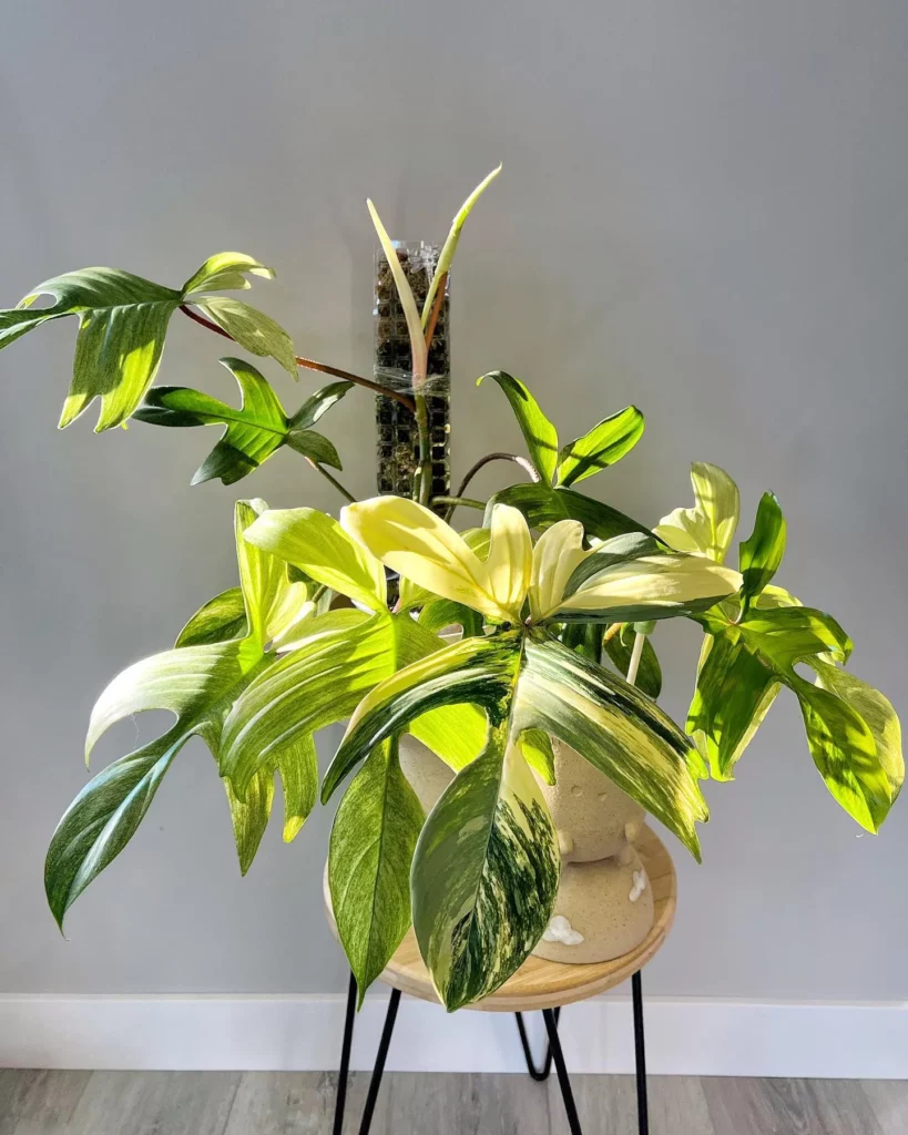 Philodendron Florida Beauty with Moss Support Stick On Wooden Stand Observing Sunlight Through The Window at Home