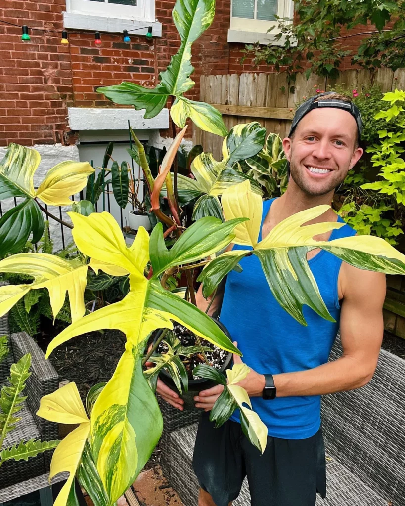 Gardener Posing with 2.5 Feet Tall Philodendron Florida Beauty In Round Pot at Garden Area