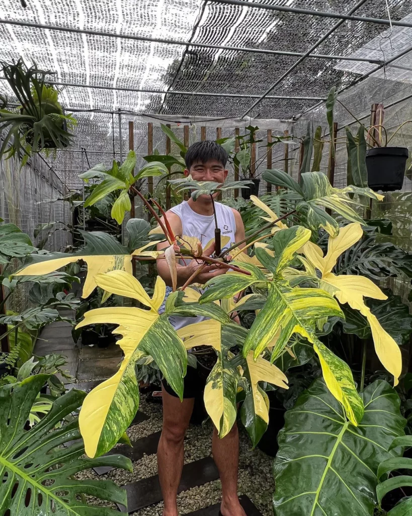 Gardener Posing with Philodendron Florida Beauty Plant at Garden