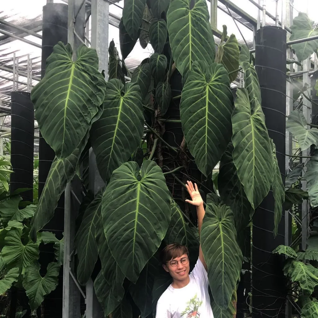 12 Feet Tall Philodendron Gigas Plant with Support Stick at Garden Area Observing Electric Lamp Light