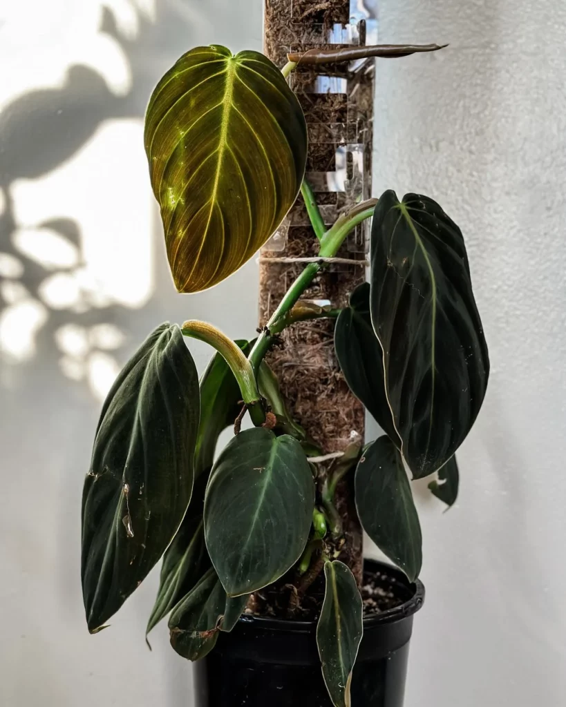 Photo of Philodendron Gigas Plant with Moss Support Stick at Home