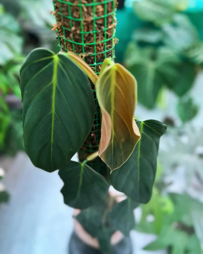 Close up Photo of Philodendron Gigas with Moss Support Stick at Home Garden Floor Displayed with other Houseplants