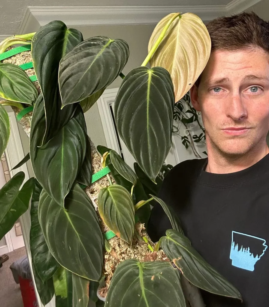 Man Posing with Philodendron Gigas Plant with Moss Support Stick at Home