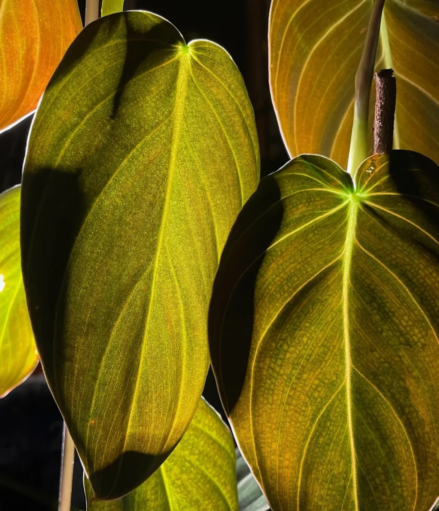 Close View of Philodendron Gigas Plant Leaves