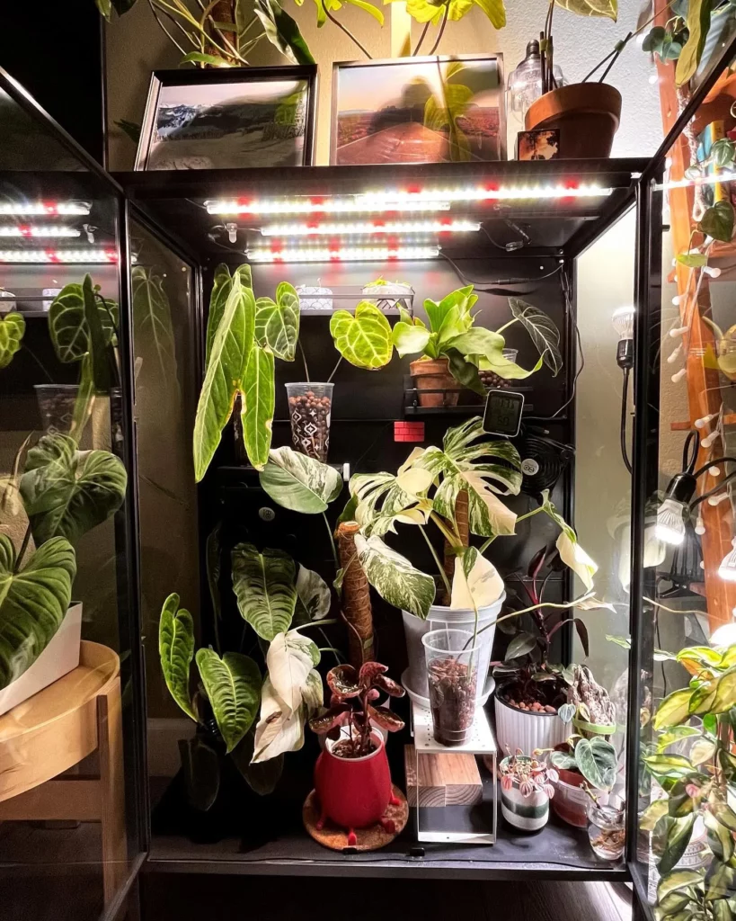 Philodendron Gigas Displayed with other HousePlants On Decorated Metal Stand Observing Electric Lamp Light at Home Garden