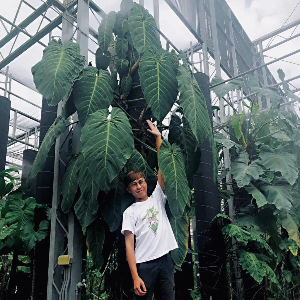 Happy man Posing with Fully Grown Philodendron Gigas Plant at Garden