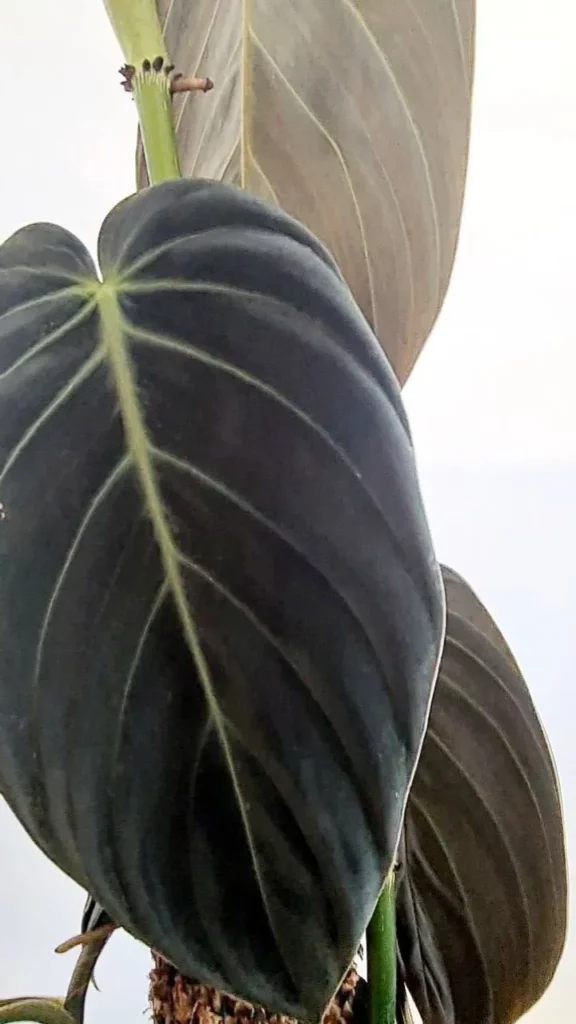 Closer View of Philodendron Gigas Leaf