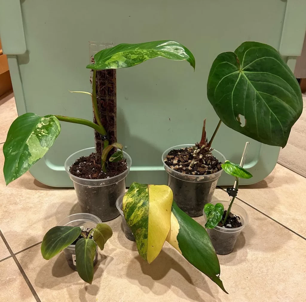 Philodendron Gigas Plant In Round Pot with Moss Support Stick Displayed with other Plants at Home Floor Observing Electric Lamp Light