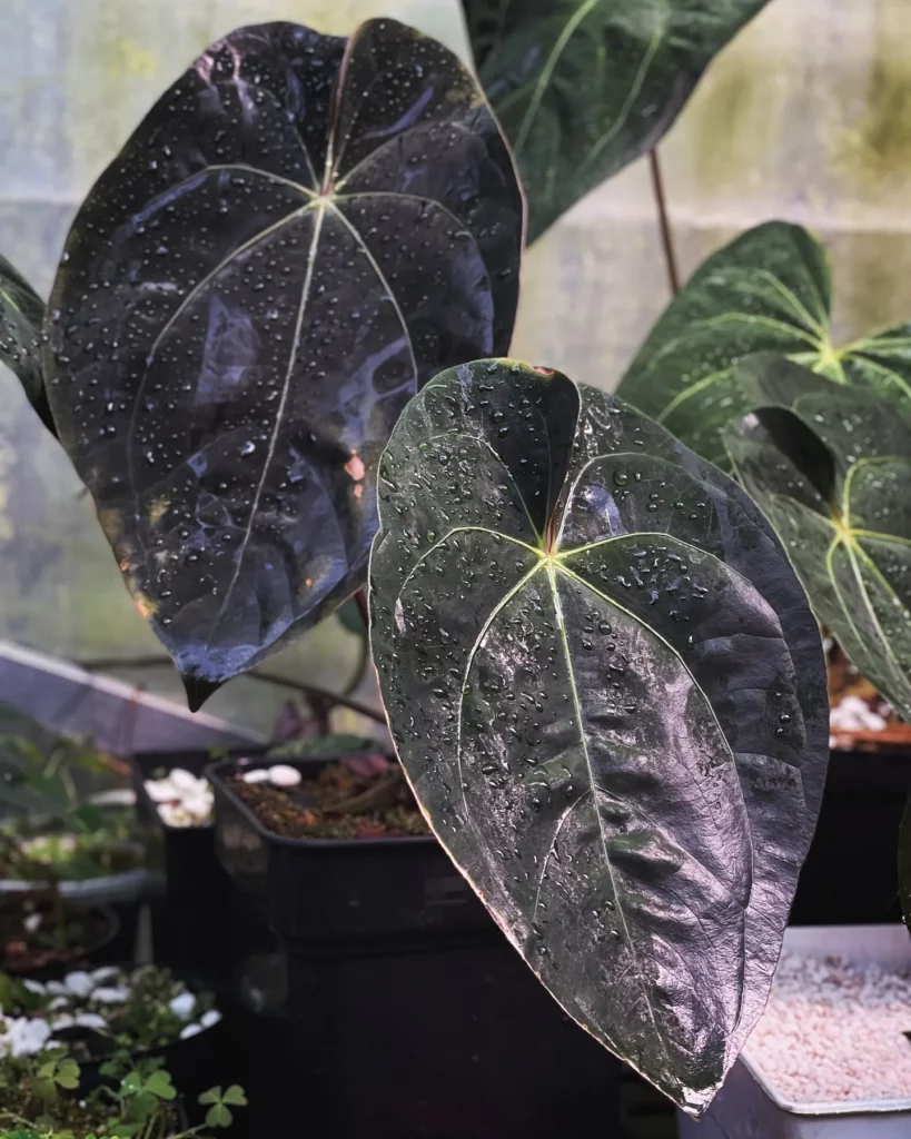 Close View of Philodendron Gigas Leaves Observing Electric Lamp Light at Home Garden Area