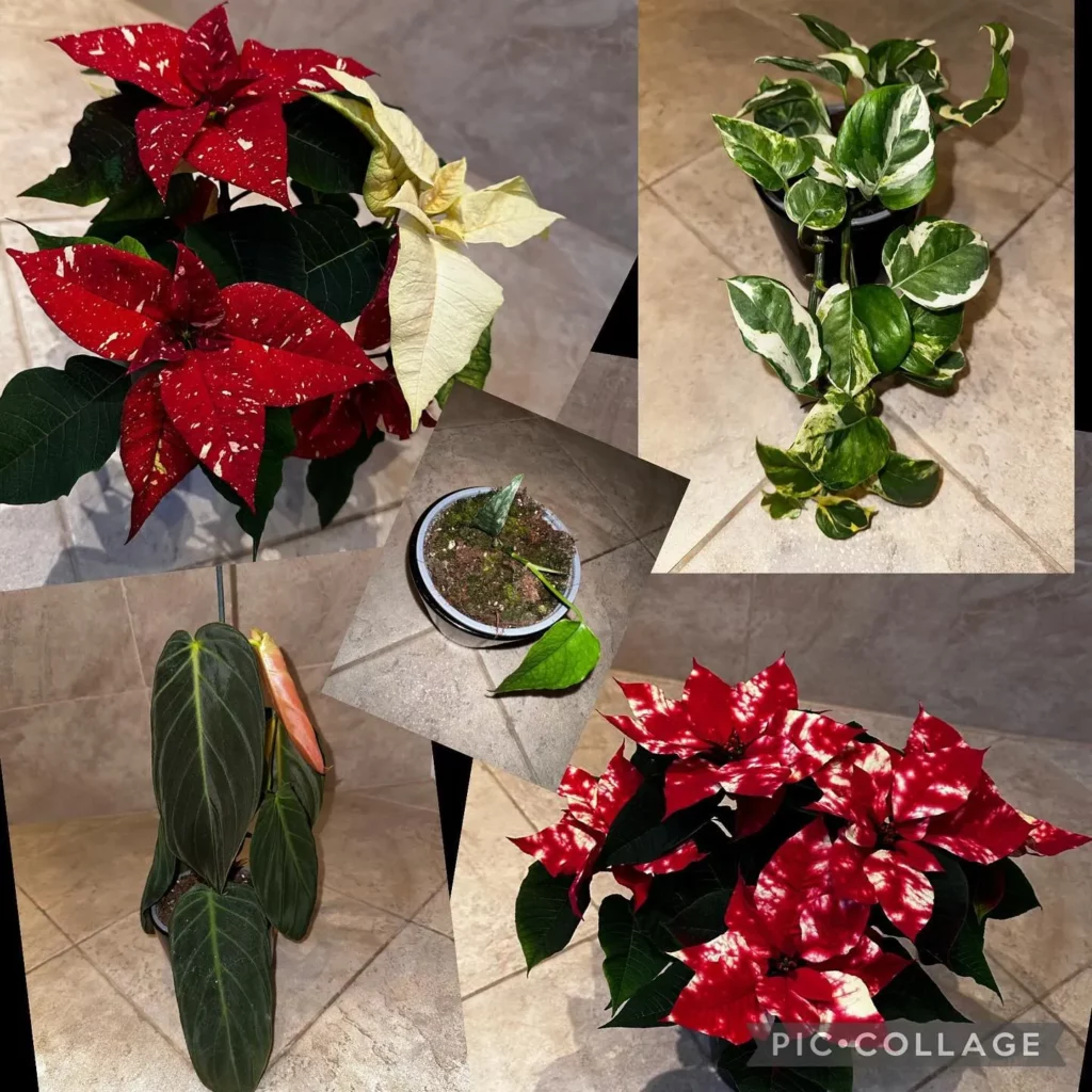 Collage Photo of Philodendron Gigas with Different Plants On Floor