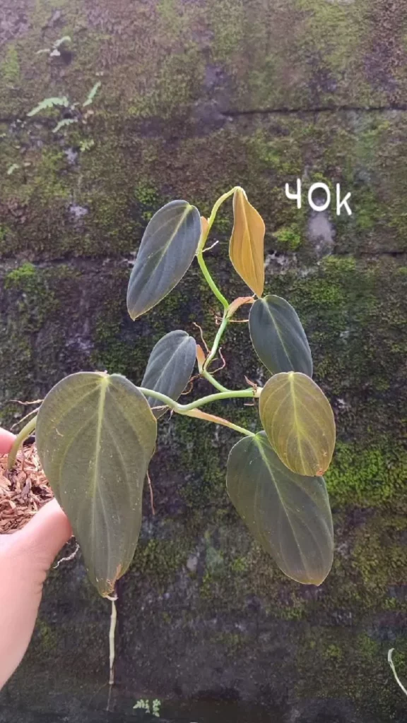 Philodendron Gigas Plant Held by Human Hand at Garden Area