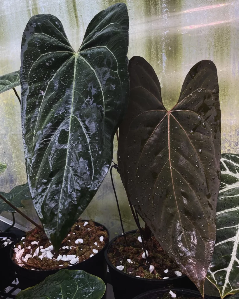 Two Big Leaves of Philodendron Gigas Plant with Water Drops at Home Garden