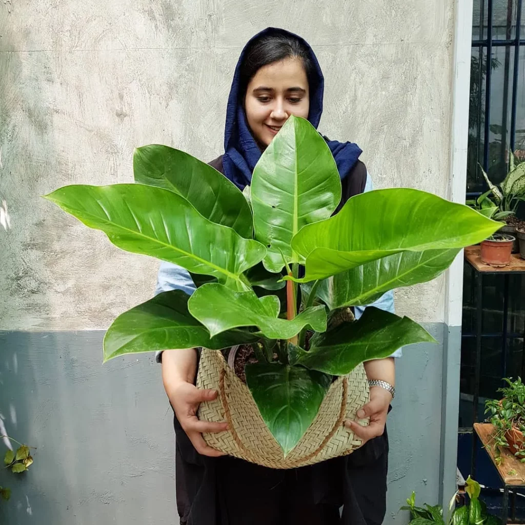 Girl Posing with Philodendron Imperial Green Plant In Basket at Garden Area