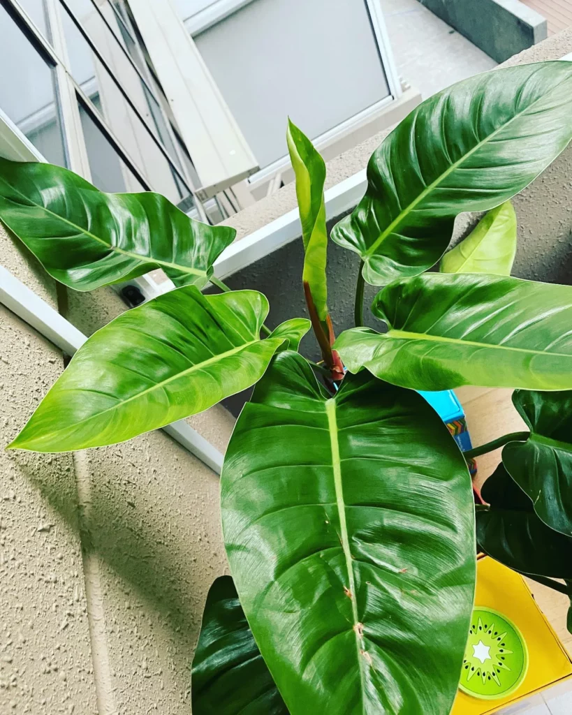 Philodendron Imperial Green Plant with Big Leaves at Home Garden Area