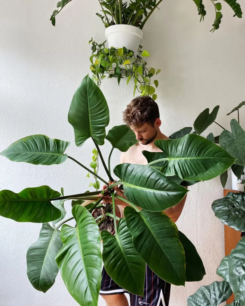 Man Checking Wired Philodendron Imperial Green Plant at Home Garden