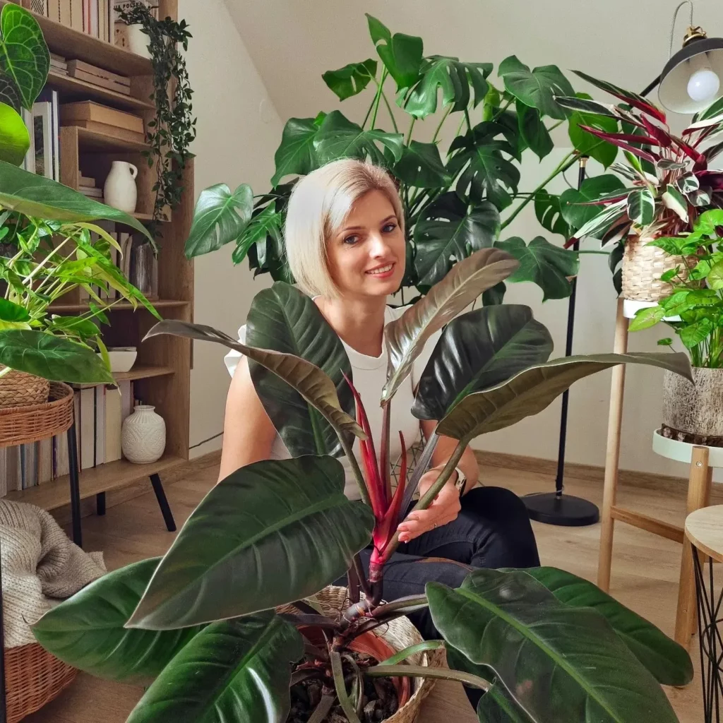 Happy Girl Posing with Philodendron Imperial Red (Philodendron erubescens ‘Imperial Red’) In Round Pot at Home Garden Area