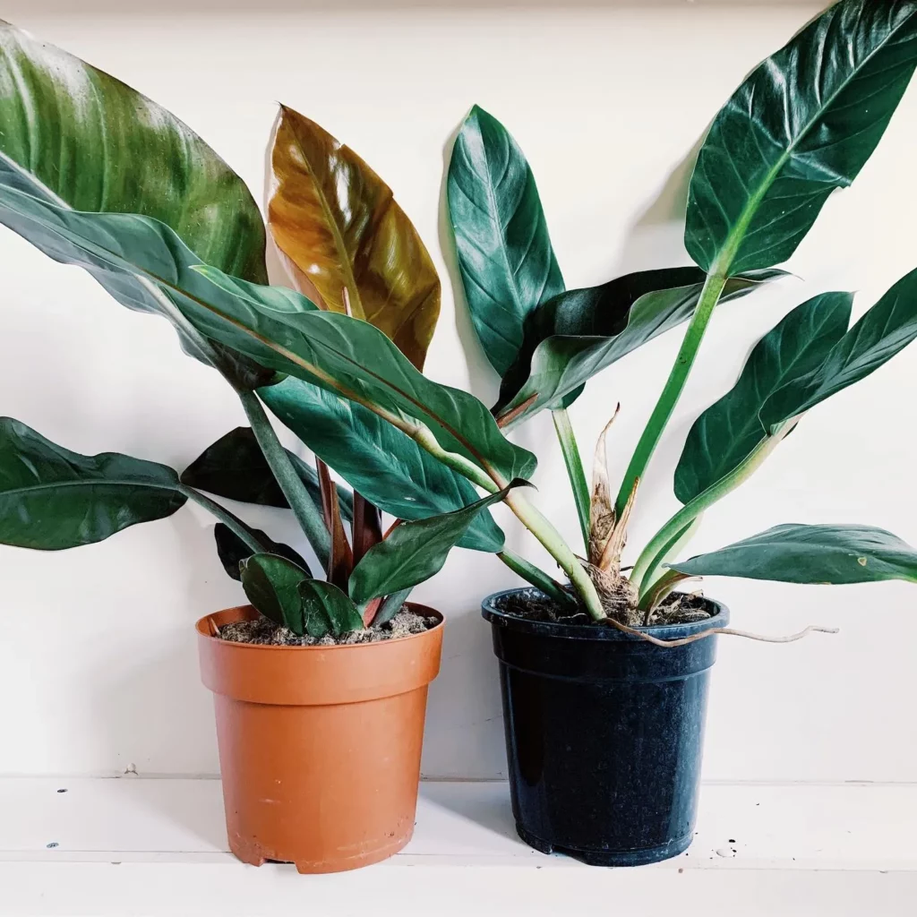 Two 6" Tall Philodendron Imperial Red (Philodendron erubescens ‘Imperial Red’) Plants In Round Shape Pots at Home garden Floor