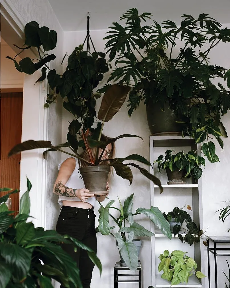 Plant Loving Girl with Philodendron Imperial Red (Philodendron erubescens ‘Imperial Red’) In Round Clay Pot Displayed with other Plants at Home Garden Area