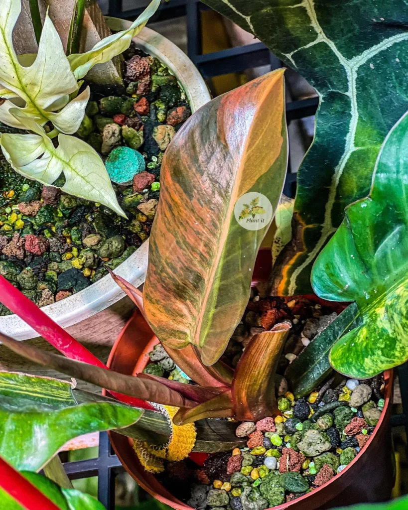 Philodendron Imperial Red (Philodendron erubescens ‘Imperial Red’) In Round Shape Red Color Pot Displayed on Metal Grill at Home Garden Area