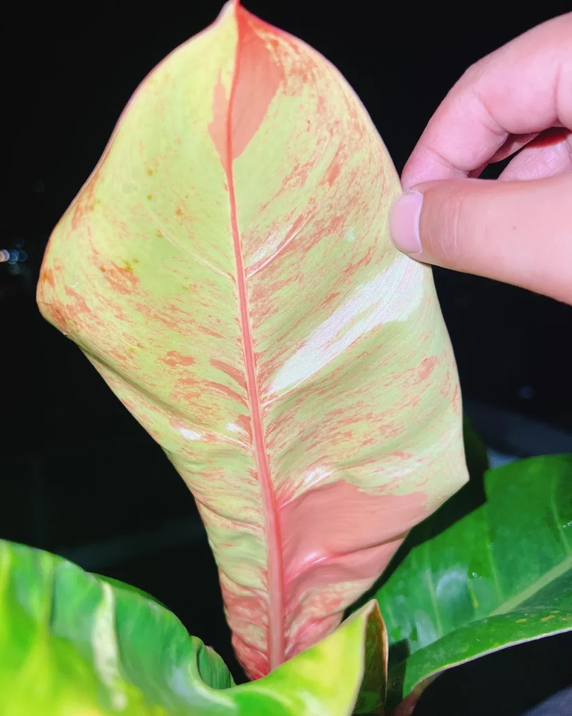 Close up Photo of Philodendron Imperial Red (Philodendron erubescens ‘Imperial Red’)