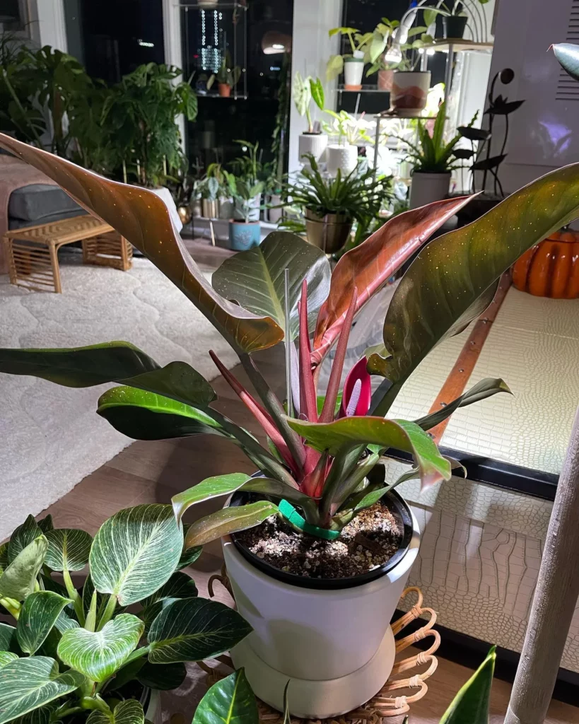 Philodendron Imperial Red (Philodendron erubescens ‘Imperial Red’) In Round Ceramic Pot Displayed on stand observing Electric Lamp Light with other Plants at Home Garden Area