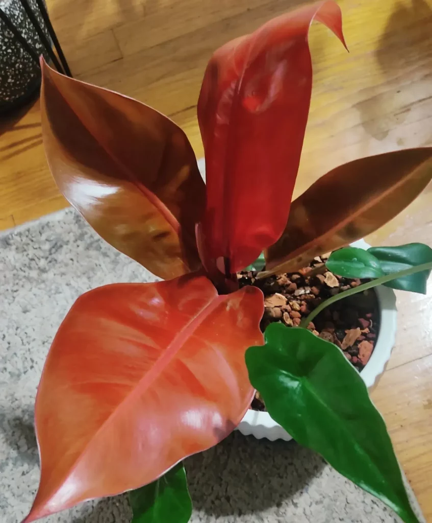 Top View of Philodendron Imperial Red (Philodendron erubescens ‘Imperial Red’) In Round Shape White Ceramic Pot on Wooden Floor Observing Electric Lamp Light at Home