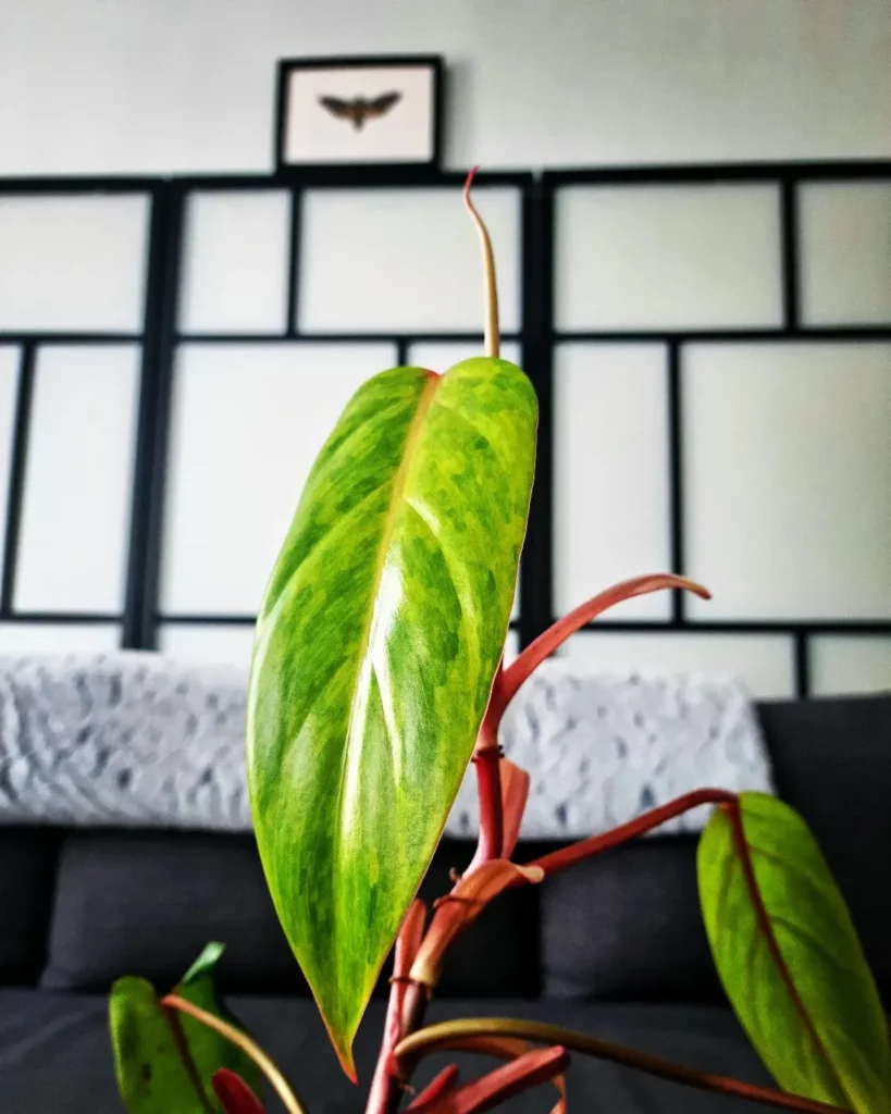 Close up Photo of Philodendron Imperial Red (Philodendron erubescens ‘Imperial Red’) at Home