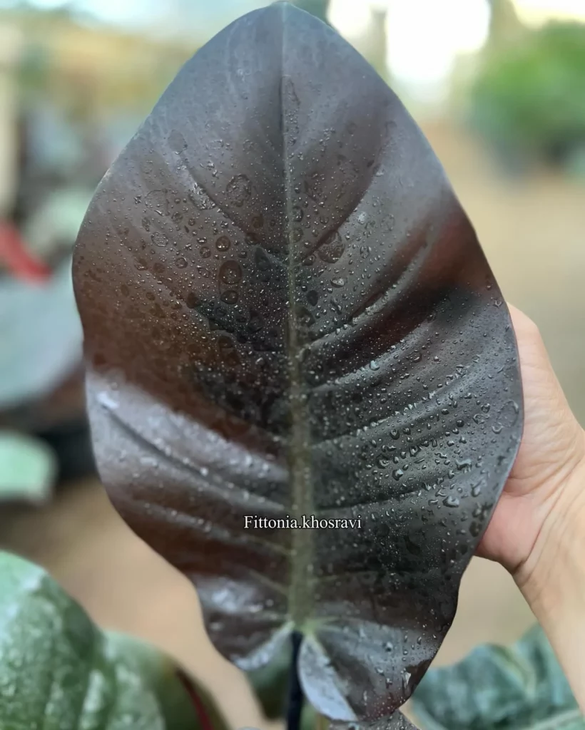 Close view of Philodendron Imperial Red (Philodendron erubescens ‘Imperial Red’) Leaf