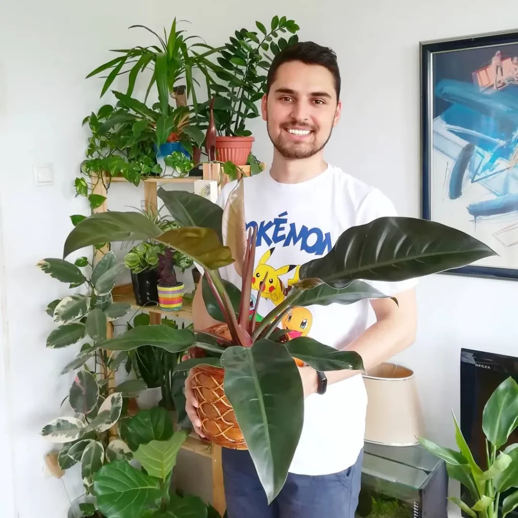 Happy Plant Lover with 1 Feet Tall Philodendron Imperial Red (Philodendron erubescens ‘Imperial Red’) In Decorated Round Pot and other Plants Displayed on Wooden Shelf Behind