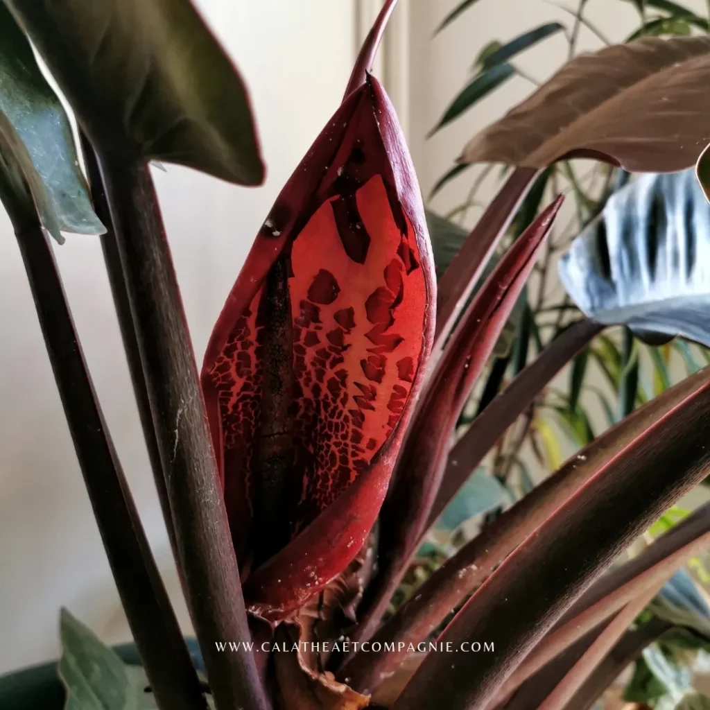 Close View of Philodendron Imperial Red (Philodendron erubescens ‘Imperial Red’) Plant