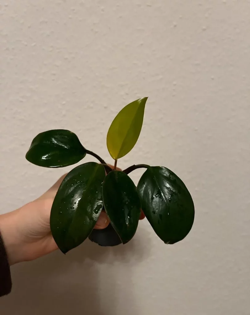 6" Tall Philodendron Imperial Red (Philodendron erubescens ‘Imperial Red’) Plant In 2" Pot Held by Human Hand