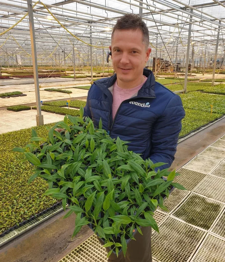 Gardener with Group of Philodendron Imperial Red (Philodendron erubescens ‘Imperial Red’) Plants In Square Box at Garden