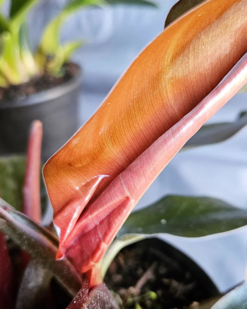 Close up View of Philodendron Imperial Red (Philodendron erubescens ‘Imperial Red’) Leaf