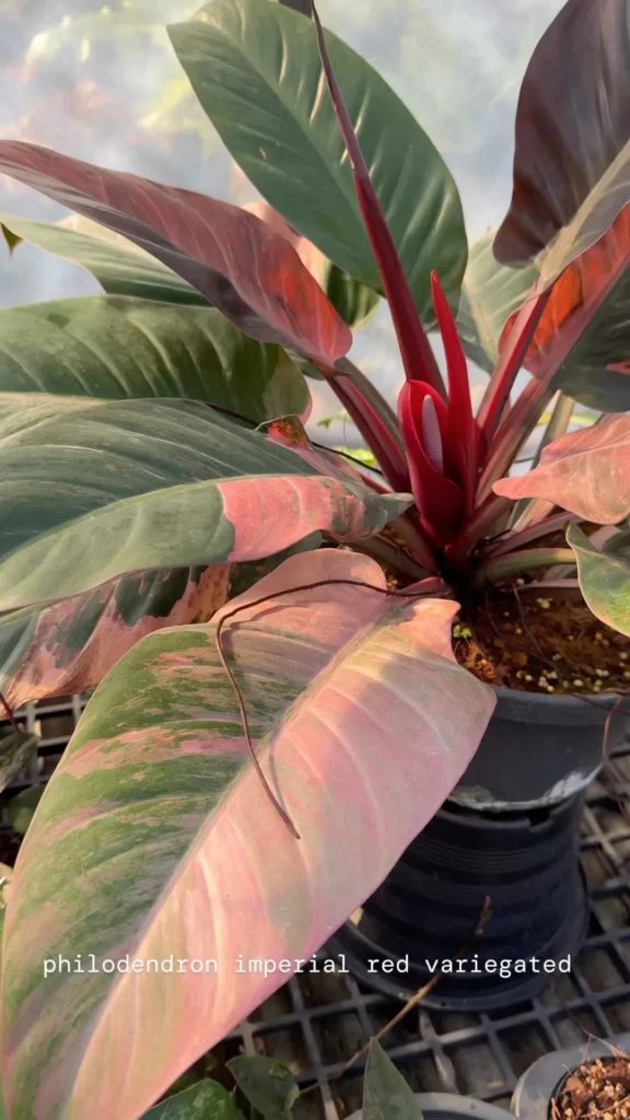 Philodendron Imperial Red (Philodendron erubescens ‘Imperial Red’) In Black Pot Displayed on Metal Stand at Garden Area