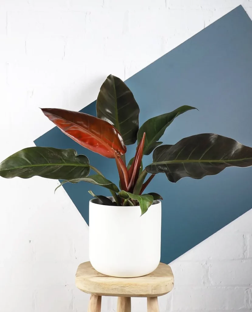 8" Tall Philodendron Imperial Red (Philodendron erubescens ‘Imperial Red’) In 6" White Ceramic Pot Displayed On Wooden Stand at Home Garden