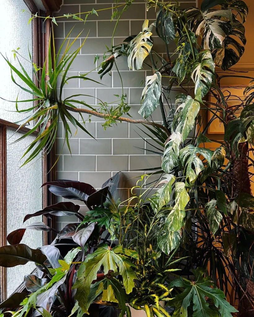 Philodendron Imperial Red (Philodendron erubescens ‘Imperial Red’) Displayed with other plants at Home Garden Area