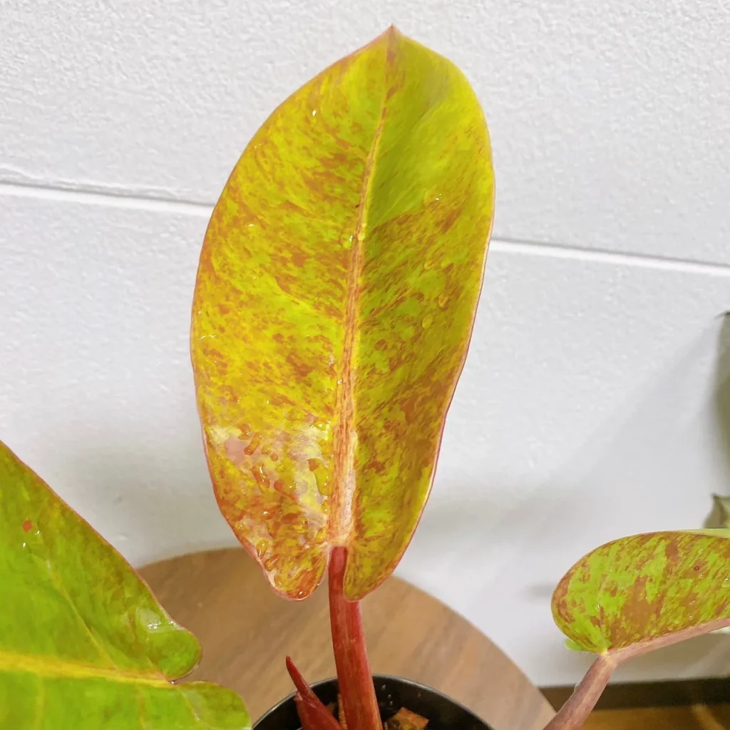 Close up Photo of Philodendron Imperial Red (Philodendron erubescens ‘Imperial Red’) Leaf