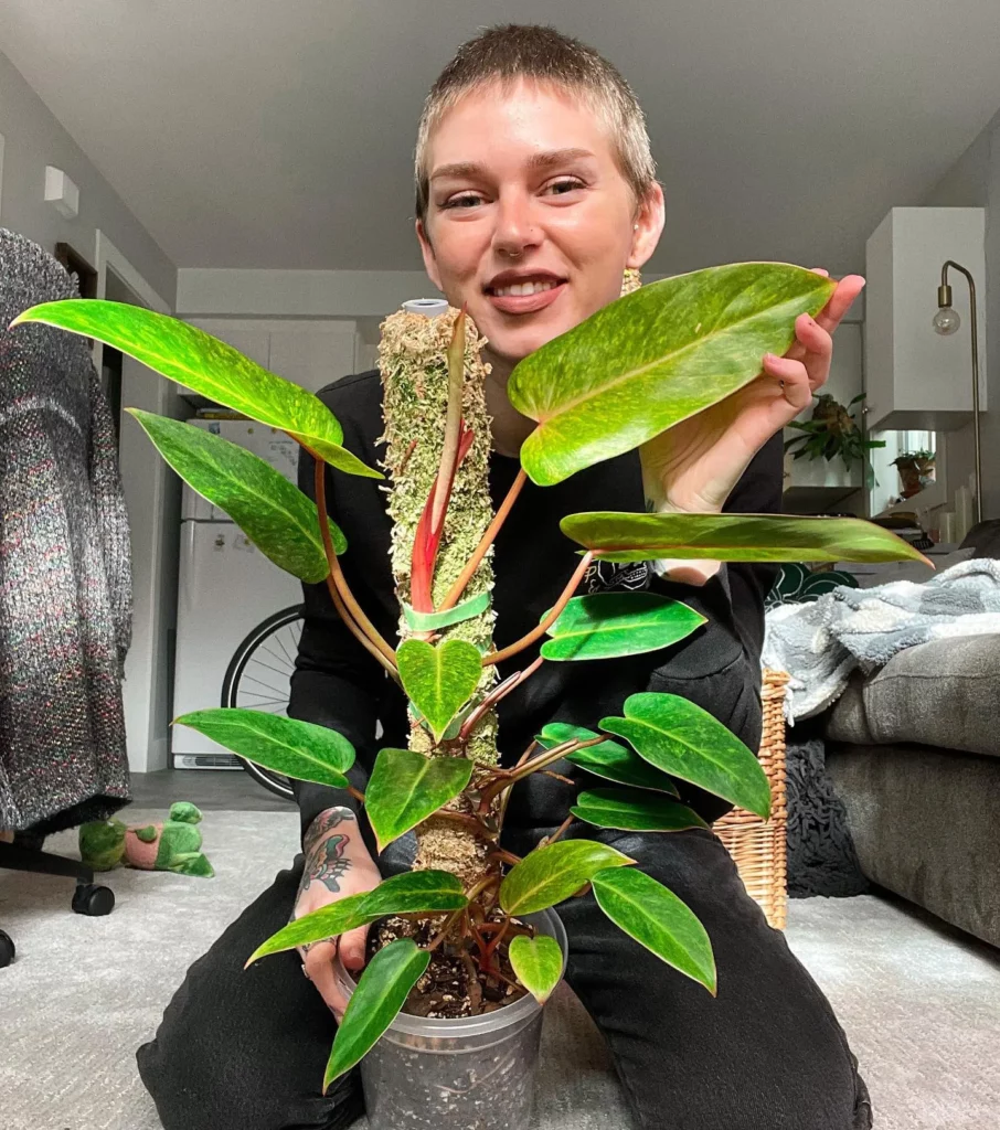 Plant Loving Girl with her Favorite Plant Philodendron Painted Lady with Moss Support Stick at Home