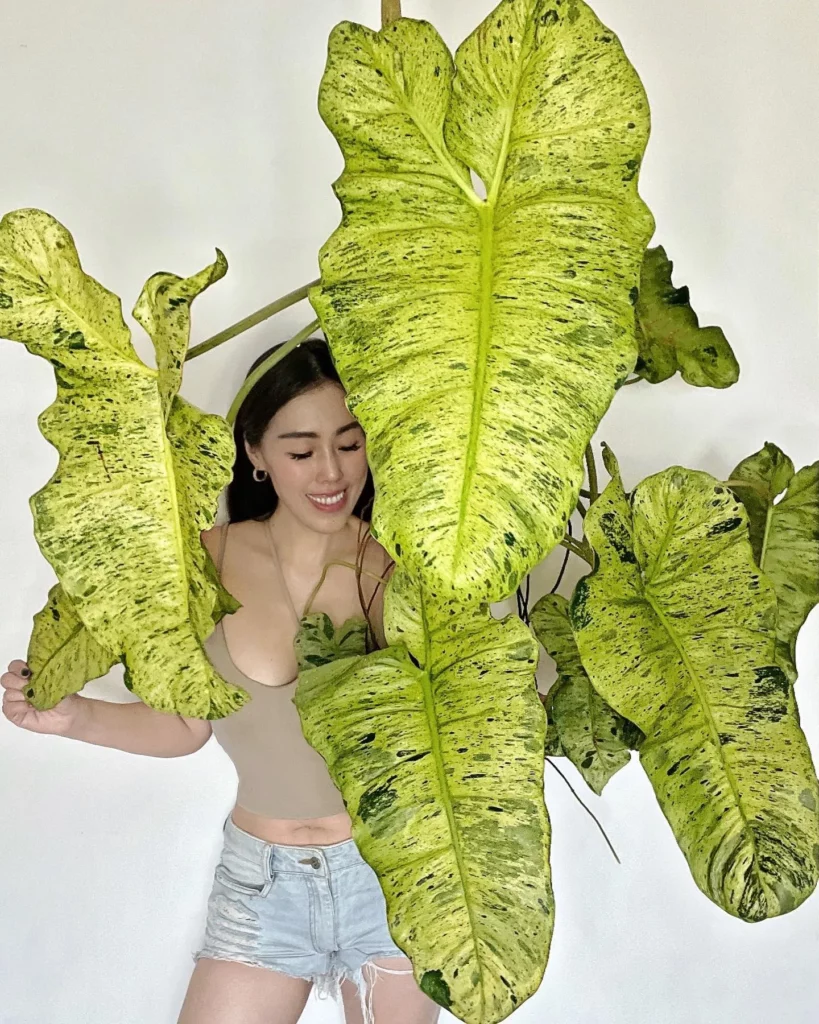 Happy Girl Posing with Philodendron Paraiso Verde Plant with Big Leaves