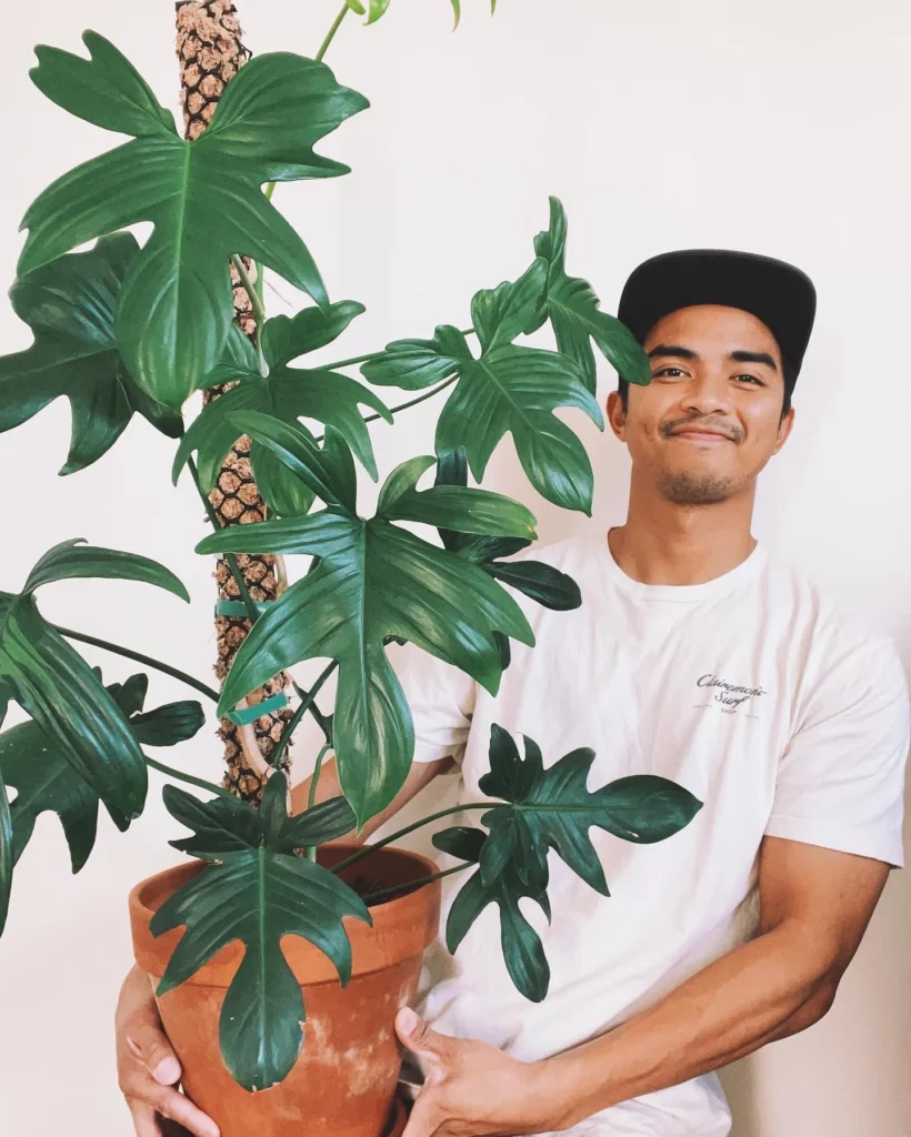 Happy Man Posing with Philodendron Pedatum Plant with Moss Support Stick In Brown Color Round Clay Pot at Home